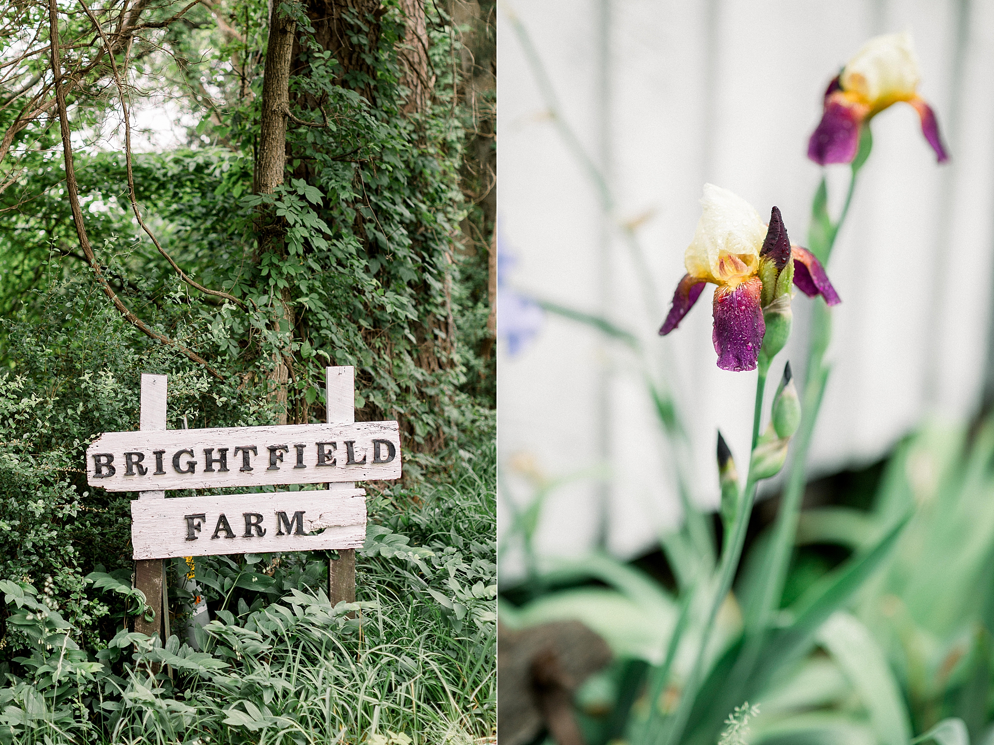 the brightfield farm entrance sign next to photo of a beautiful iris